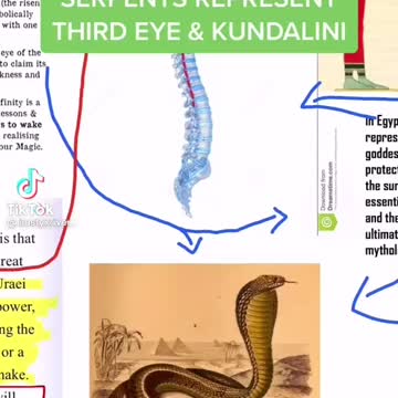 The truth about serpent's exposed 2021