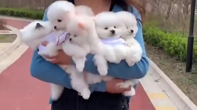 Cuttest animal video wow amazing #animal lover #animal entertainment