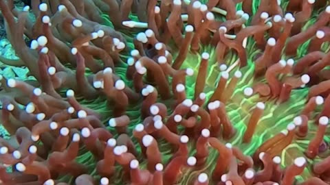 Mushroom Coral Pipefish