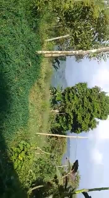 Continúan enfrentamientos en zona rural del municipio de Corinto, norte del Cauca1