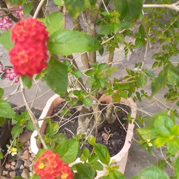 Red flower bloom at morning