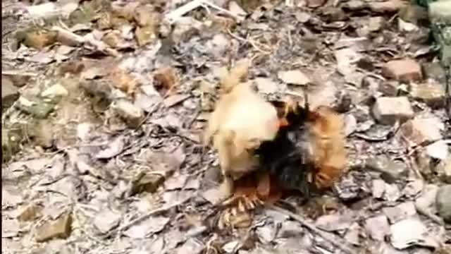 Rooster vs dog funny video 😂😂😂😂