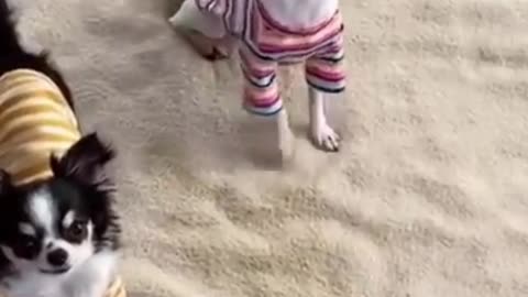 Silly pets so adorable - dogs & cats #shorts