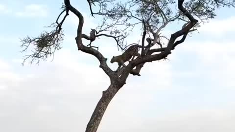 LEOPARD CHASING MONKEY ON THE TREE