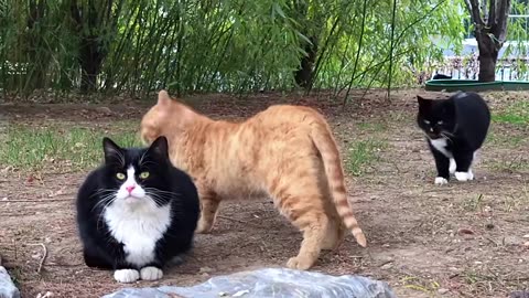 Super Super Cute Four Cat