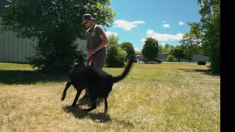 DingDon! EXTREMELY LEASH AGGRESSIVE GERMAN SHEPHERD TRIES TO ATTACK DOG!