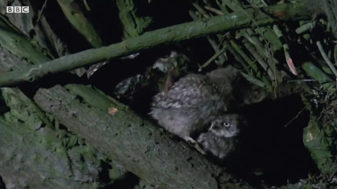 Hungry Owls Hunting | Five Owl Farm | BBC Earth