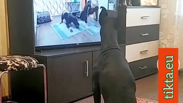 Intelligent Dog imitates pushups on TV