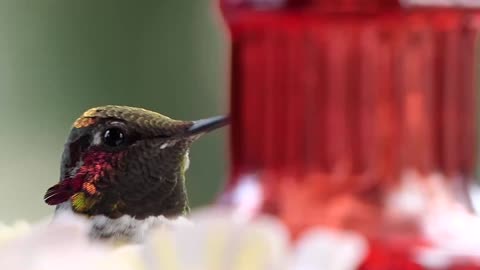 Beautiful birds with wonderful colors watch now