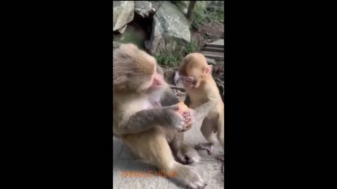 Cute and Funny cats and dogs