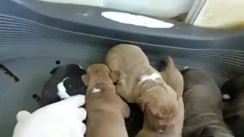 Lovely Pit Bull Puppies