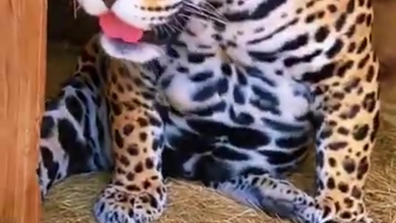 Funny big cats (jaguar, lion) - wildlife - real moments