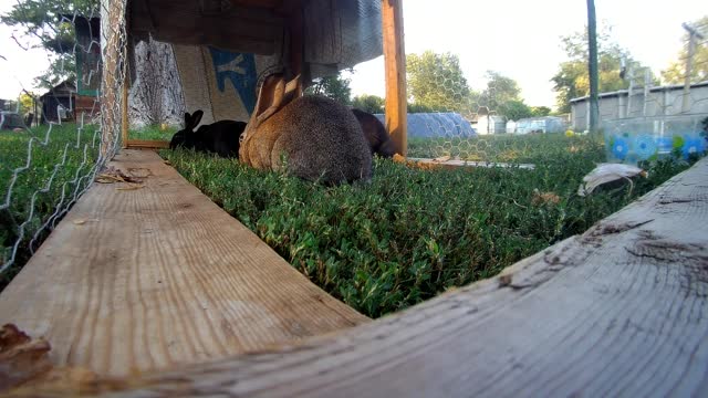 Young Rabbits mowing my lawn