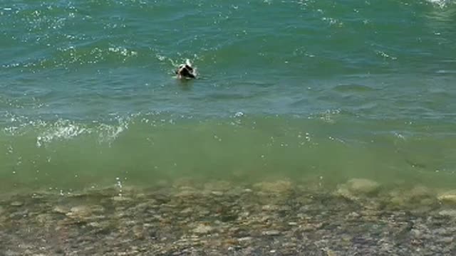 Dog goes fishing with owner, ends up catching his own fish