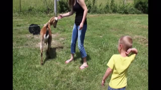 Pet Goat Headbutts Little Boy Taunting Him