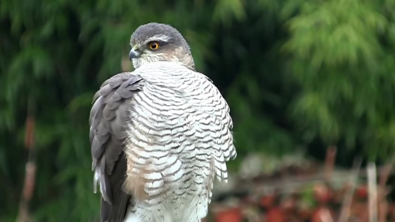 What Wildlife lives in UK Woodlands