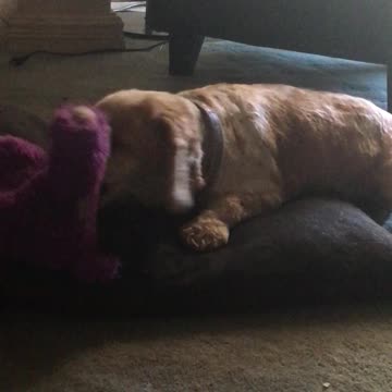 Beautiful pup playing