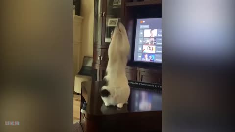 Cats dogs funny vidro try to stop laughing