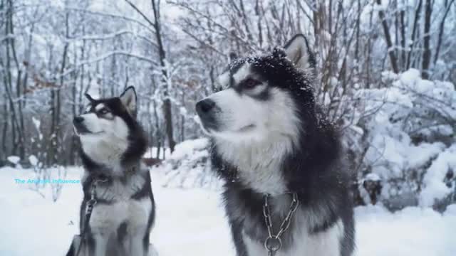 Siberian vs Alaskan Husky - Five Main Differences