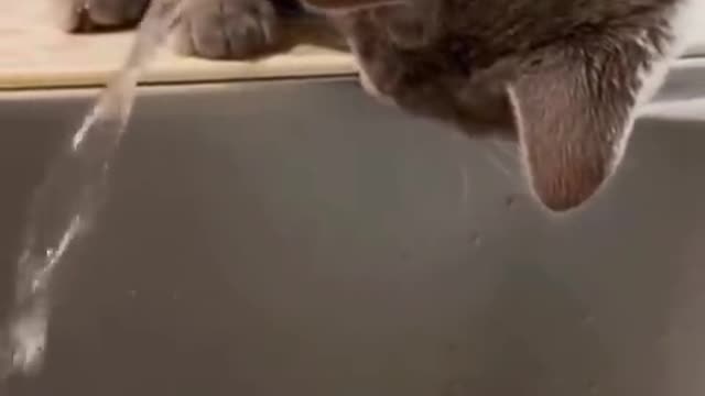 OMG so cute ❤️ best funny videos of cat 2021