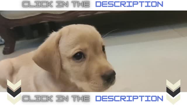 Training a Labrador puppy