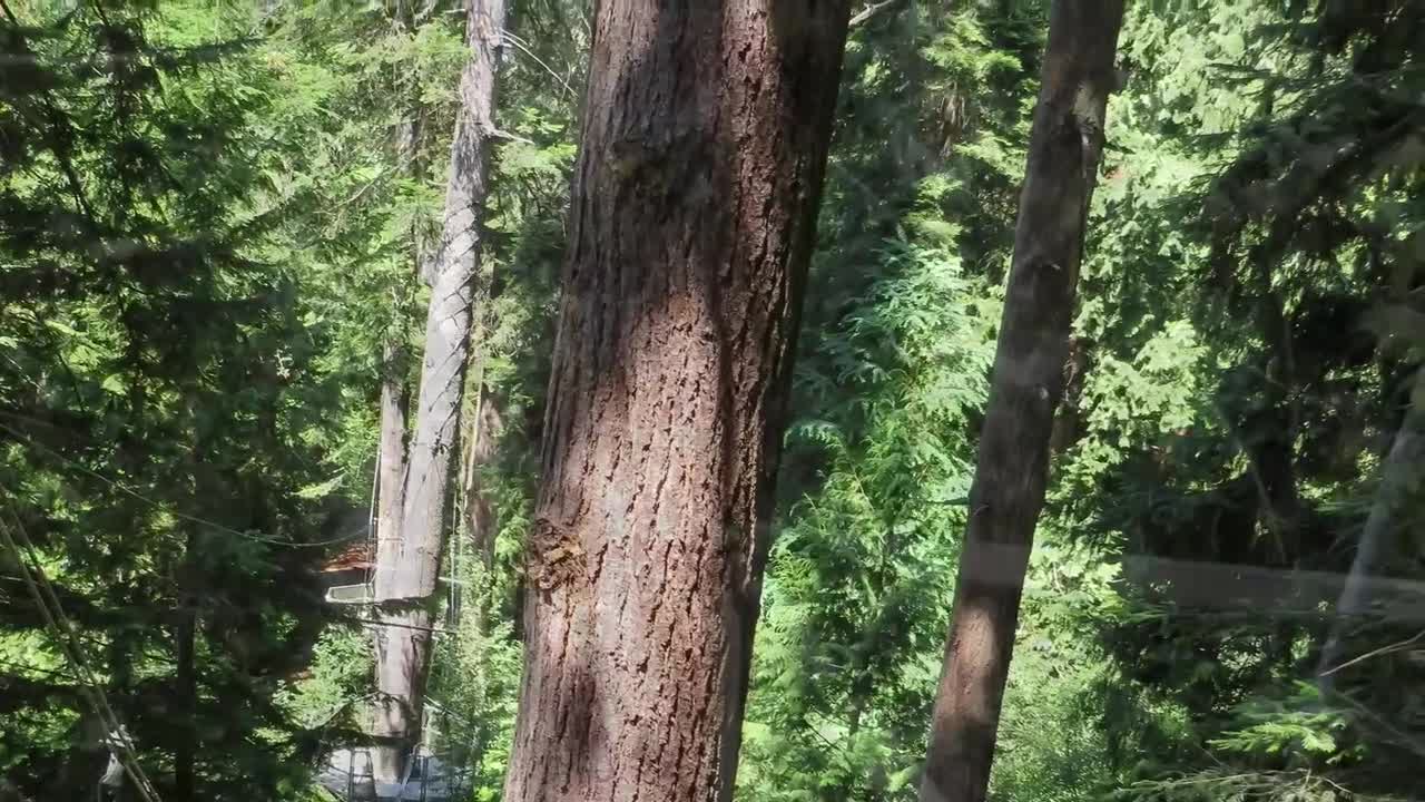 UBC botanical gardens and tree top adventure. Vancouver BC