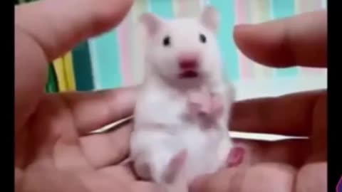 Try not to laugh or grin HARDEST VERSION IMPOSSIBLE CHALLENGE