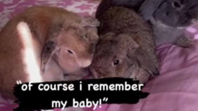 bunny sees her baby after six months, has the sweetest reaction (00:16)