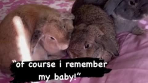 bunny sees her baby after six months, has the sweetest reaction (00:16)