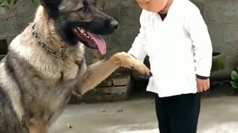 TEACH YOUR DOG HOW TO SHAKE HAND