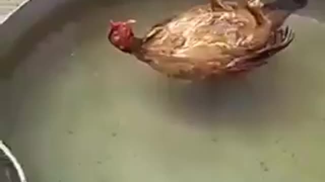 Funny Hen in Swimming Pool..😂🤣😋