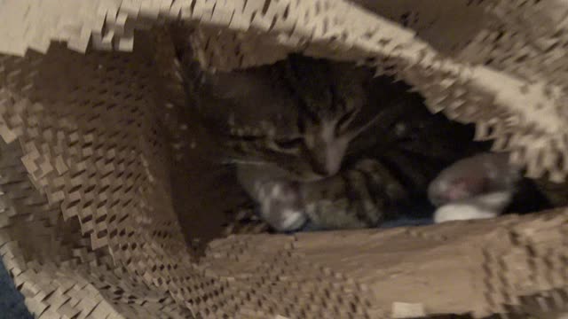 Small Cat Hides in the Wrapping Paper