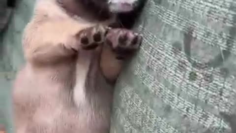 Dog video