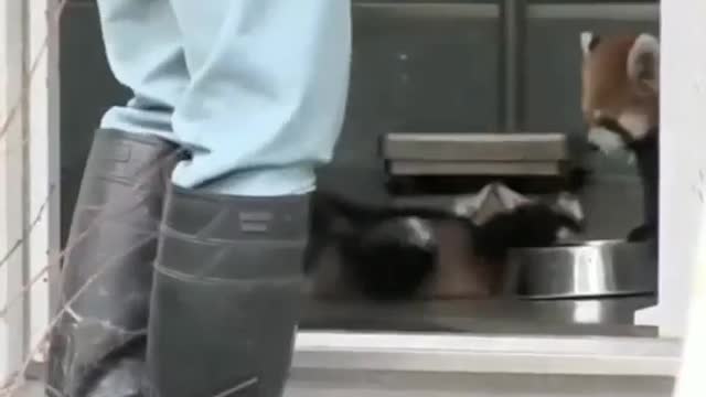 see the red panda reaction
