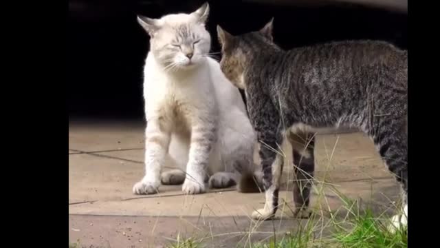 Two cats fighting with each other🐾