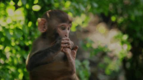 Funniest Monkey - cute and funny moments of monkey