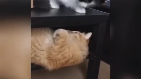 Cats try not to laugh when they are funny