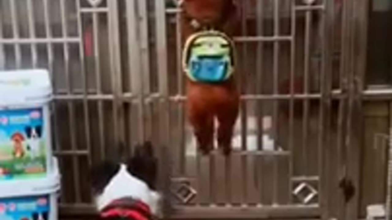 Funny Dog Video