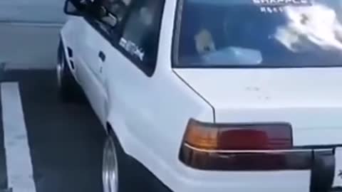 Cat stealing a car