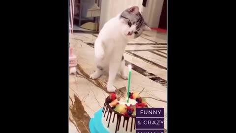 funny dogs and cats1