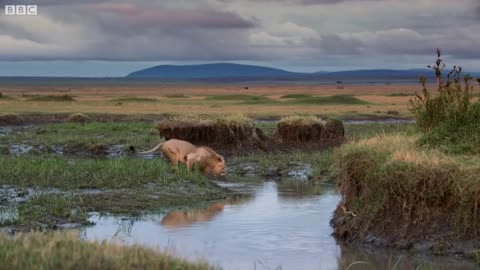 Lion Attacked by Pack of Hyenas | Dynasties | BBC Earth