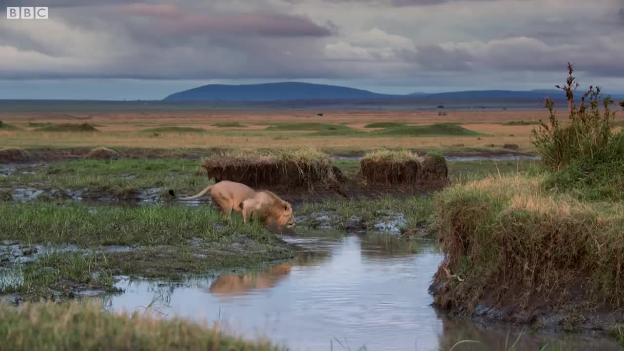 Lion Attacked by Pack of Hyenas | Dynasties | BBC Earth