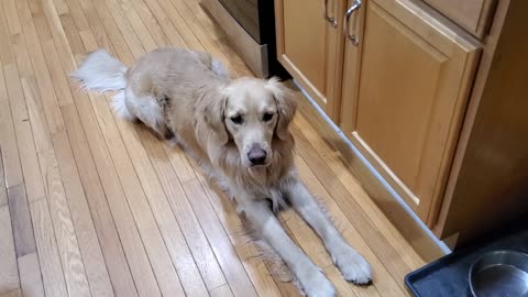 Golden Retriever loves cat