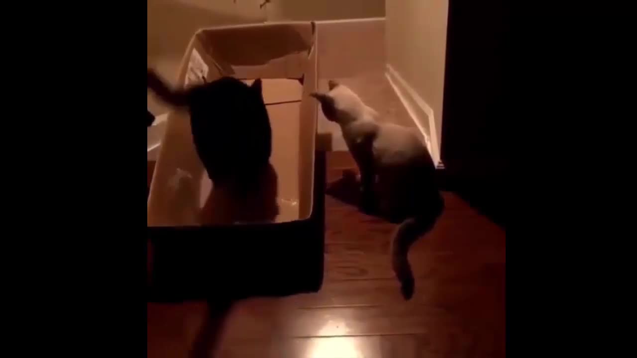 Best Funny cats short video