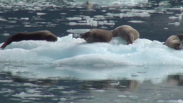 Sea lions are lying on an ice floe. (In Alaska)