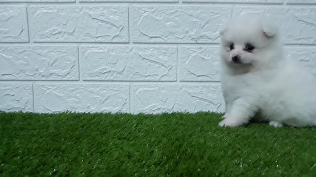 white and cute puppy