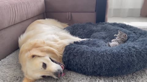 Golden Retriever shocked by the daring of a kitten breaking into his bed. Very cute S2