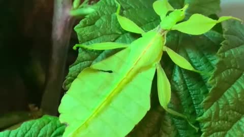 Leaf insect 4k