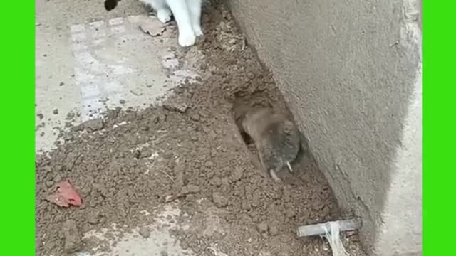 Cute and Funny Cat&Mouse Videos Compilation