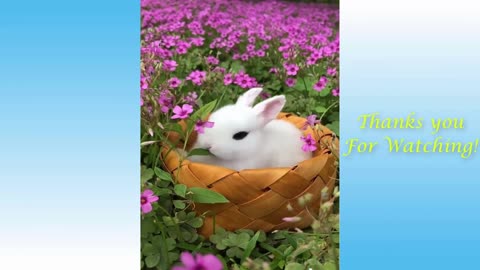 Cute Pets And Funny Animals Compilation